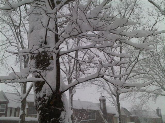snowtree snowtree
