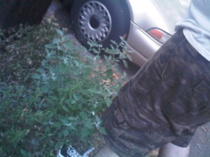IMG01262-20100818-1923 Left: Weed, Right: My leg in camoflage shorts