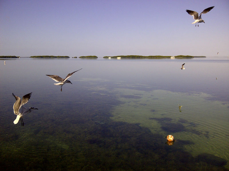 Gulls Gulls