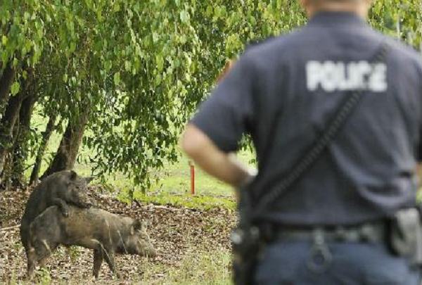 pigs
