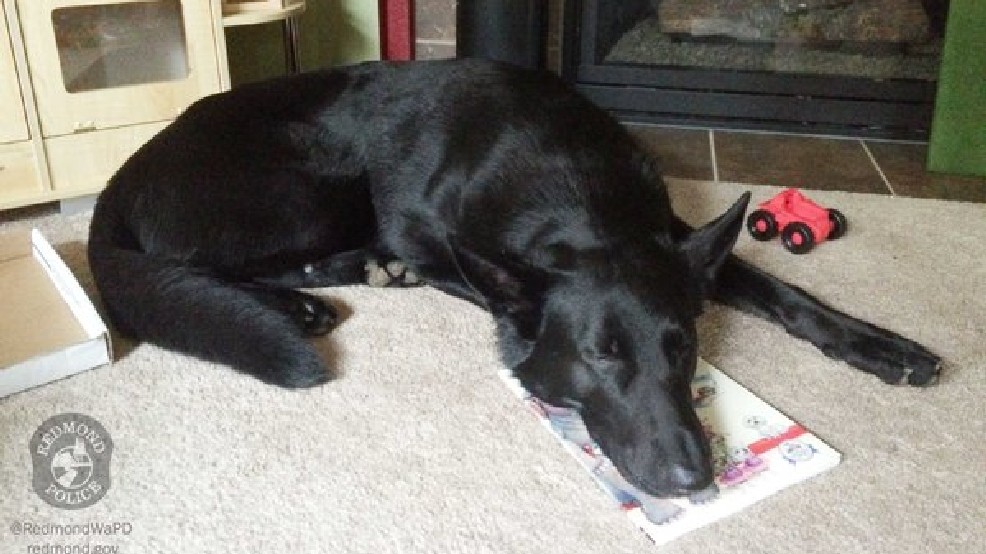 59d8ef89-4155-471b-9100-2dd1b9d03b3d-large16x9_160316_dog